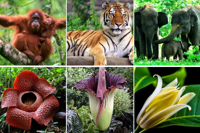 Flora Dan Fauna Indonesia Berdasarkan Pembagiannya