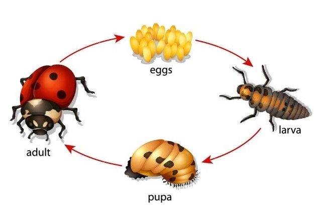 Pengertian Metamorfosis Tidak Sempurna 637x414