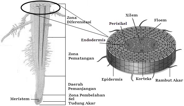 Pertumbuhan Akar Dan Batang Tanaman