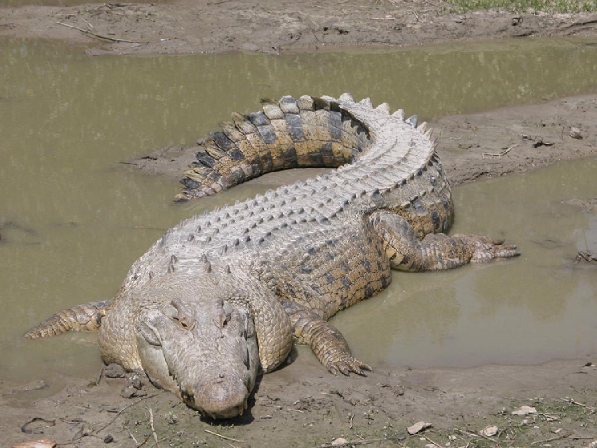 Buaya Muara