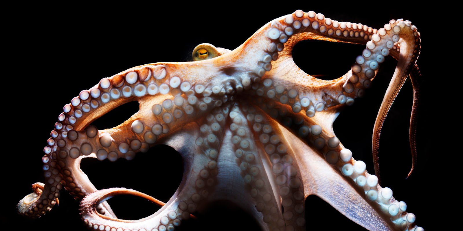 Common Octopus, Octopus Vulgaris