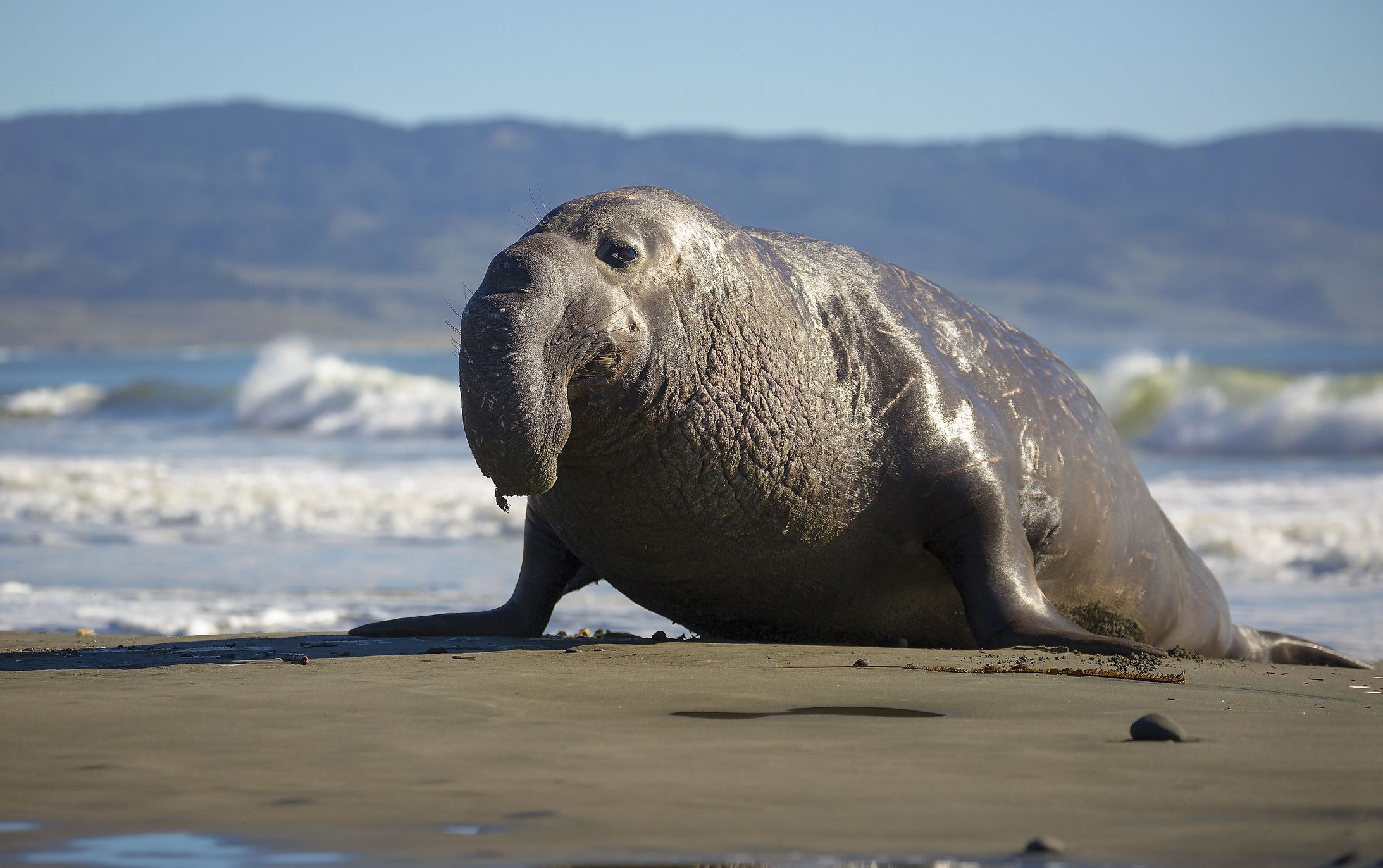 Gajah Laut