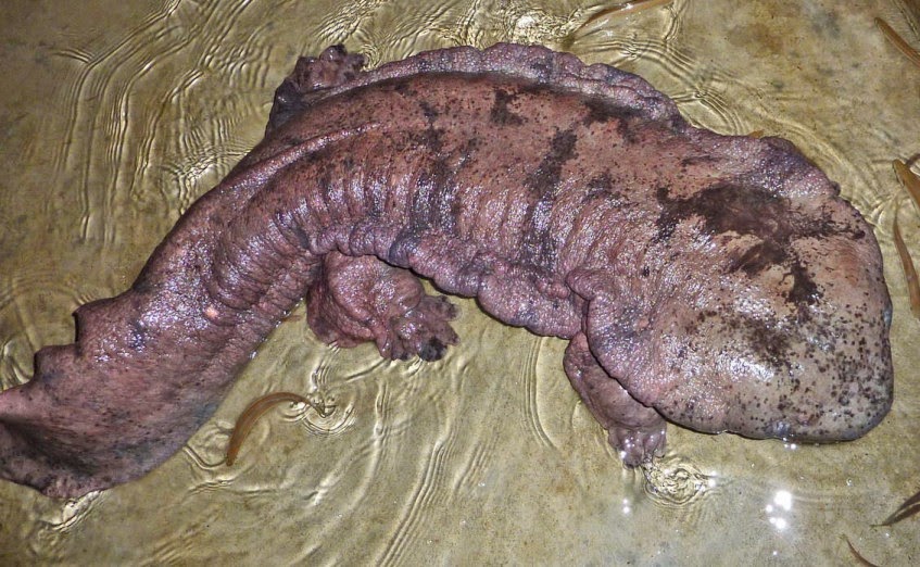 Salamander Raksasa Tiongkok