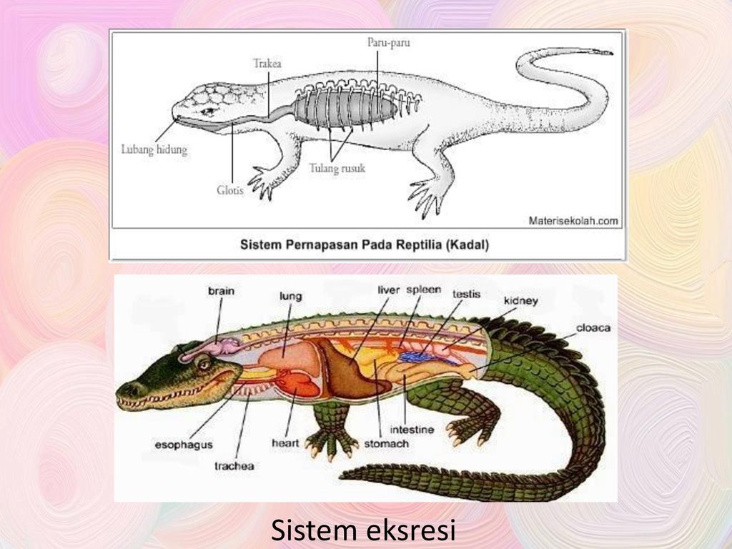 Sistem Eksresi