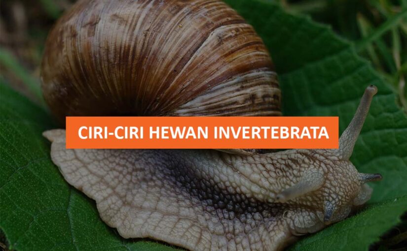 CIRI CIRI HEWAN INVERTEBRATA