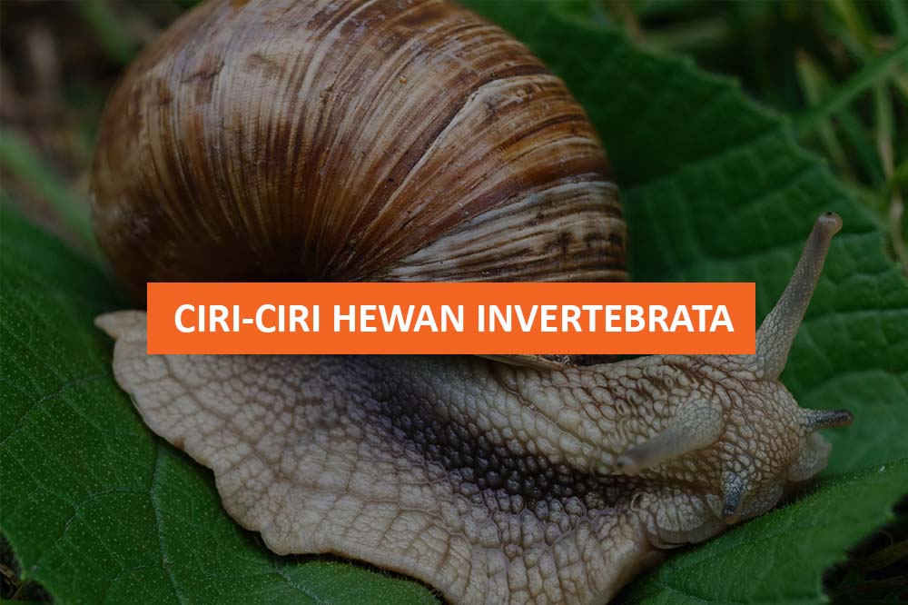 CIRI CIRI HEWAN INVERTEBRATA