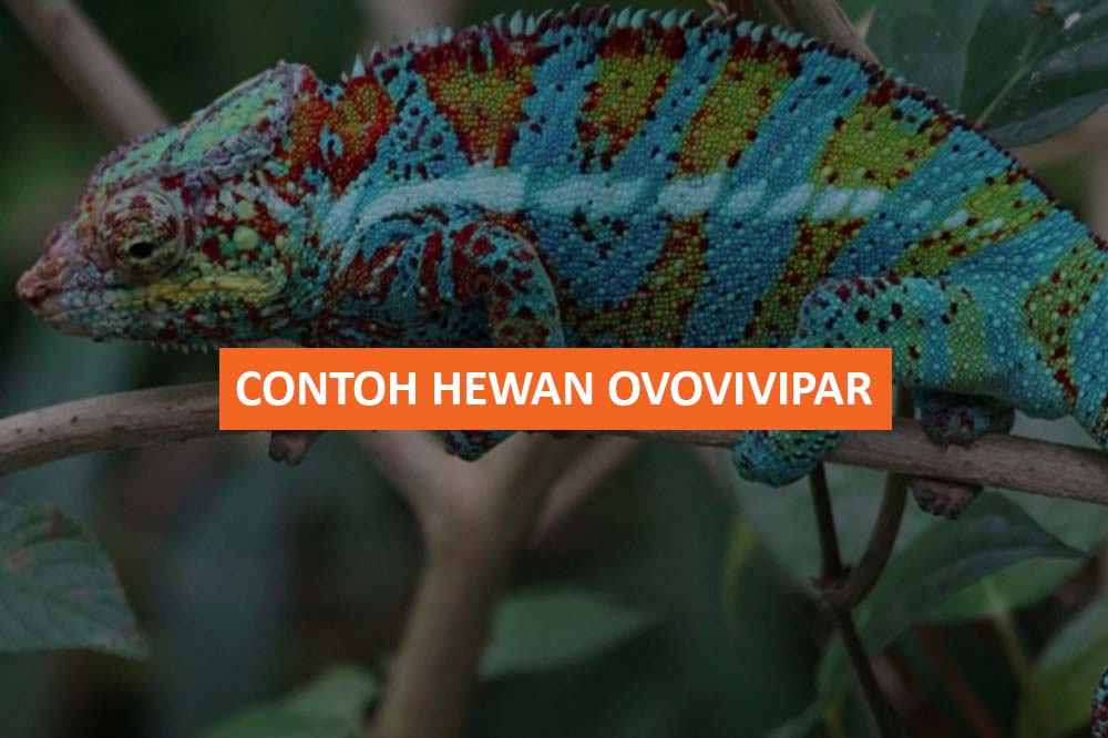 CONTOH HEWAN OVOVIVIPAR