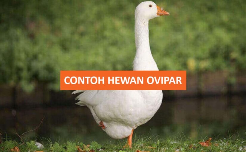 Contoh Hewan Ovipar