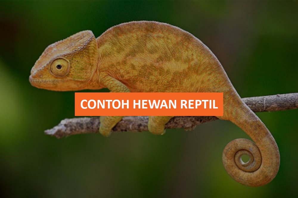 Contoh Hewan Reptil