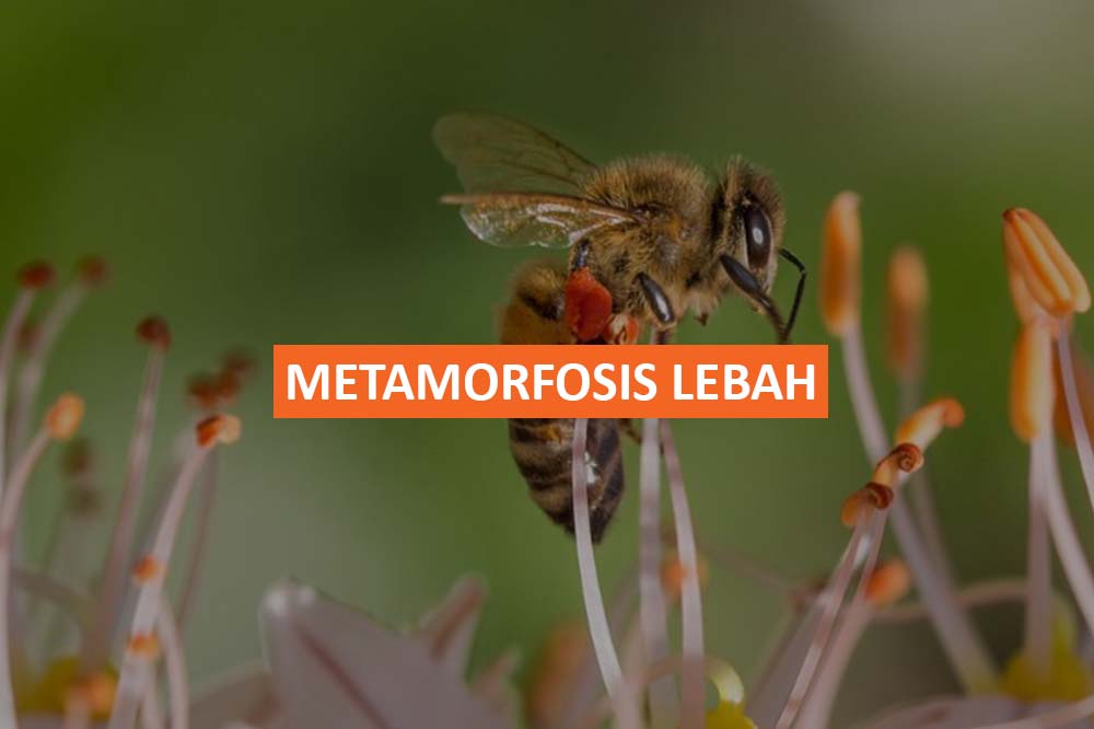 METAMORFOSIS LEBAH